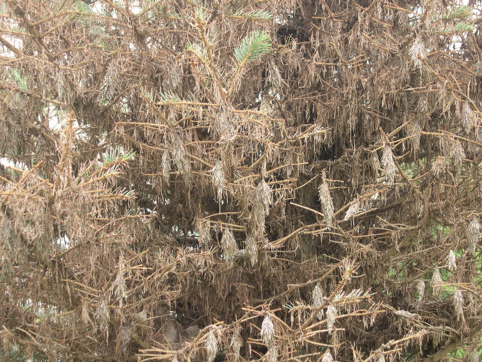 Groshs Lawn Service Bagworms on evergreen trees & shrubs in Hagerstown