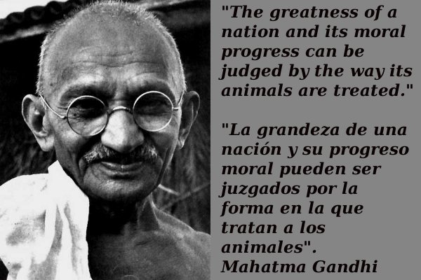 SADIE & GEN: On Animal Rights and Human Wrongs