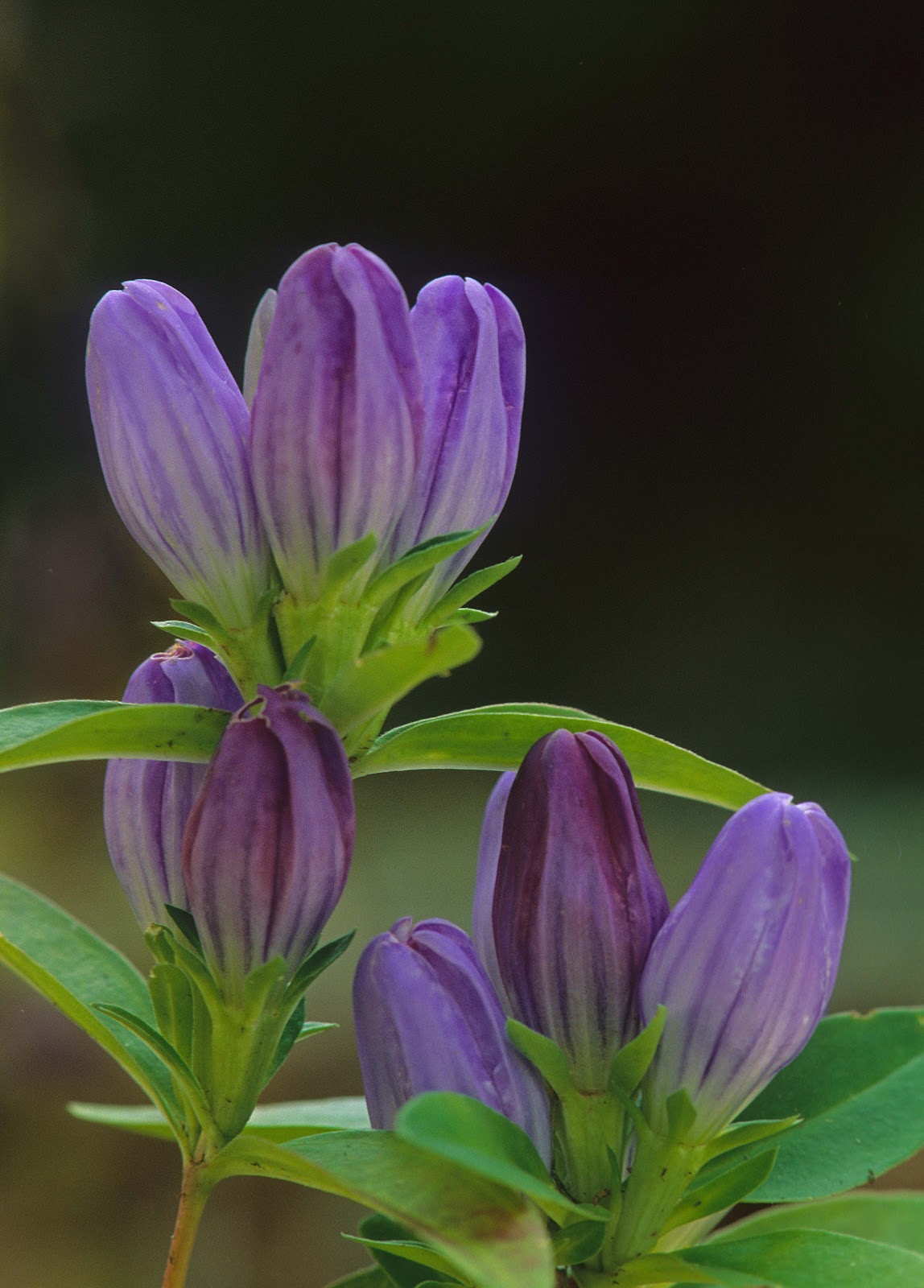 Kentucky Native Plant and Wildlife Plant of the Week