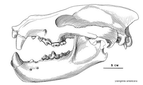 Ysengrinia skull