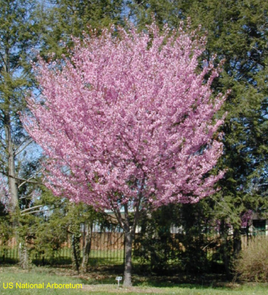 Flowering Cherries Flowering Cherries
