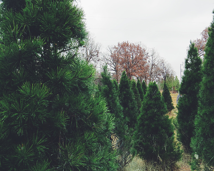 christmas tree farm 2016 christmas tree farm 2016
