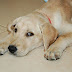 Lista de nombres para perros labradores Macho o Hembra
