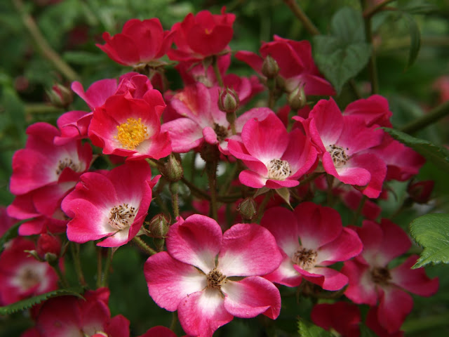 Rosa 'Mozart', Rosa moschata, Rosa moschata 'Mozart'