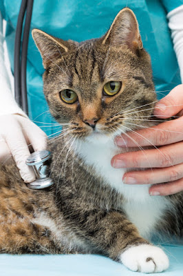 Eight ways to  help your cat go to the vet without stress. Try to see the same vet each time. Photo shows cat being examined at vet.