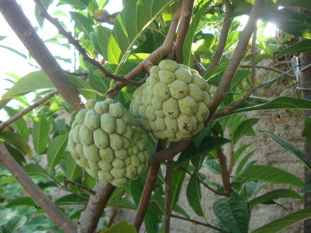 COLHEITA FELIZ : A PLANTAÇÃO DE PIMENTA QUASE NÃO VINGOU! 