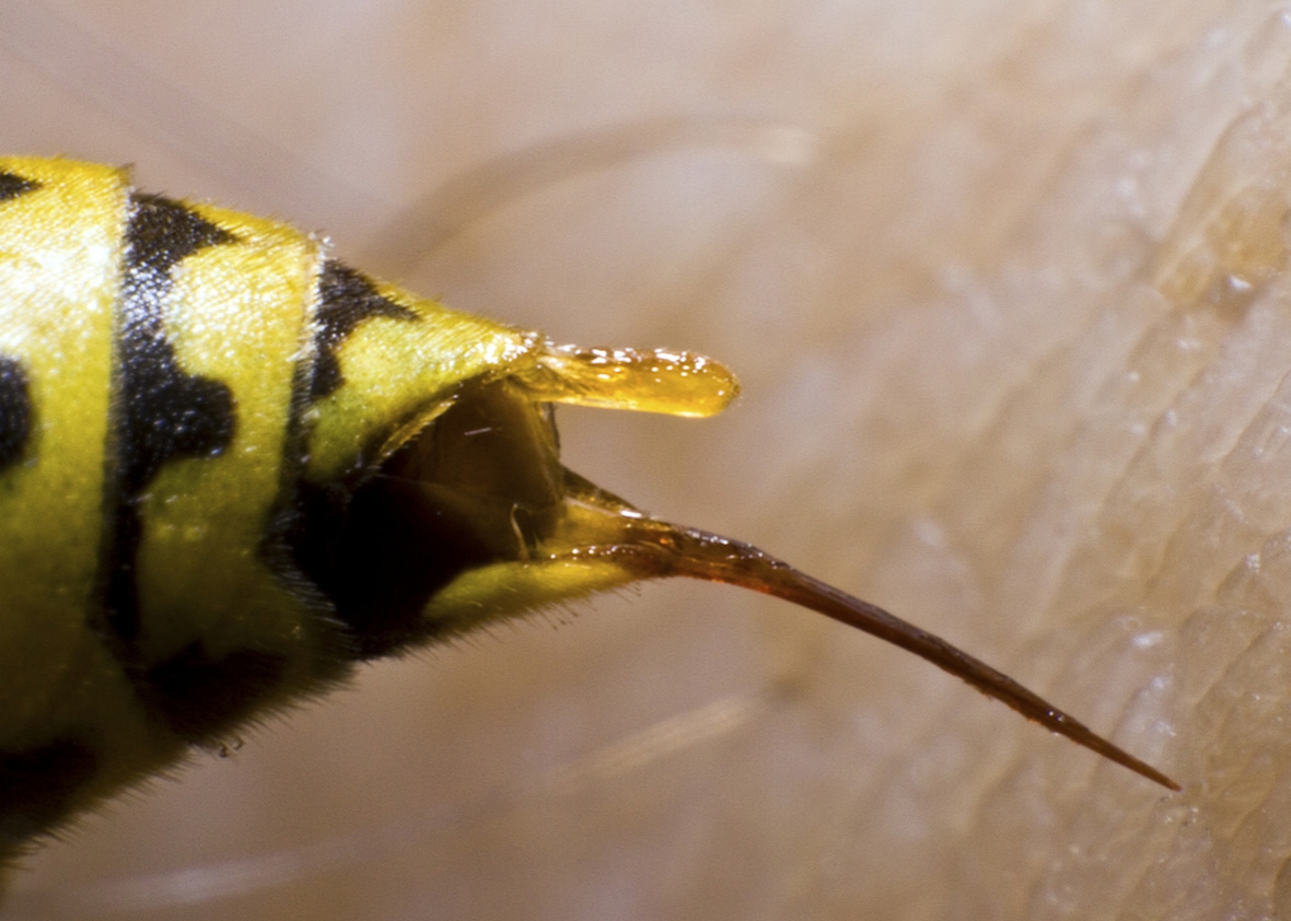 Шмель жалит или кусает. Шмель пчела Оса Шершень жалит. Bee Stinger. Жалящие насекомые пчела Шершень Шмель Оса.