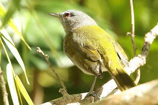 Green-tailed Ground-Tanager