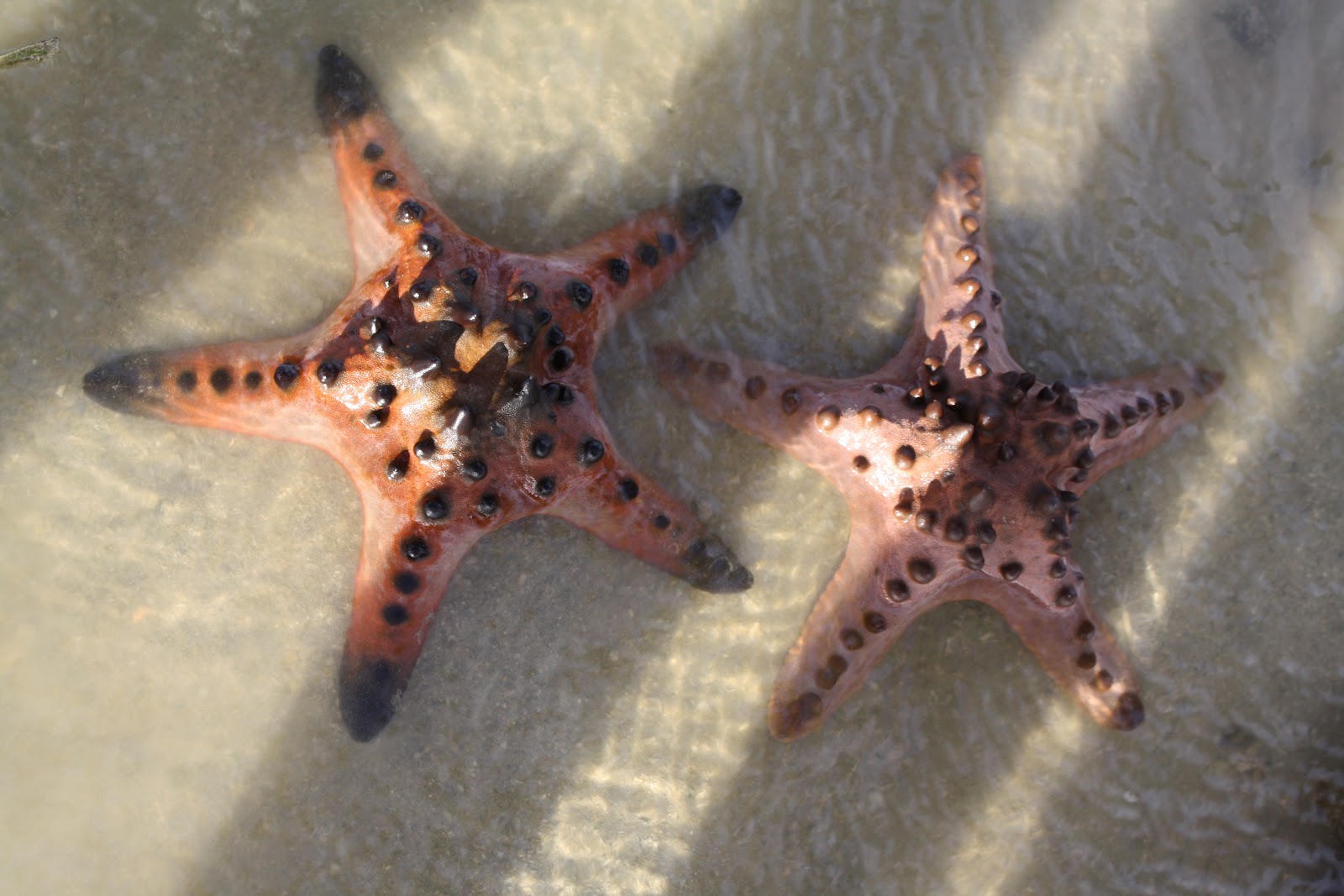 Marine Biology: Protoreaster nodosus