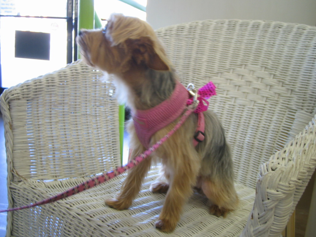 Venicepets TODAY S CUSTOMER CUPCAKE YORKSHIRE TERRIER