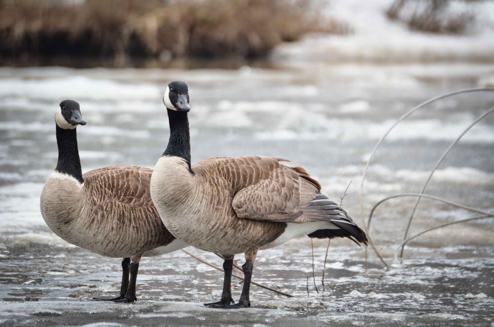 Savoring Servant Canada Geese pairing up