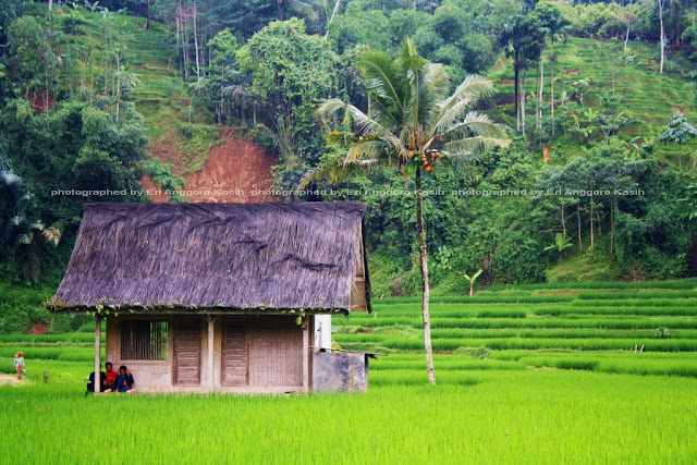 Suasana pedesaan yang tenteram Suasana pedesaan yang tenteram