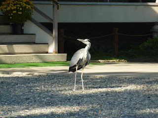 Bird standing on some small rocks near some steps at the Sorakuen gardens, Kobe