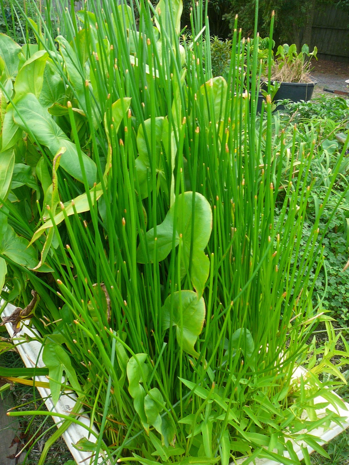 People, Plants, Landscapes Water Chestnuts
