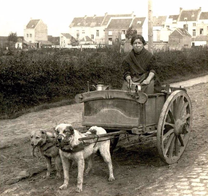25 Interesting Vintage Pictures of Dog Carts and Milk Women in Belgium