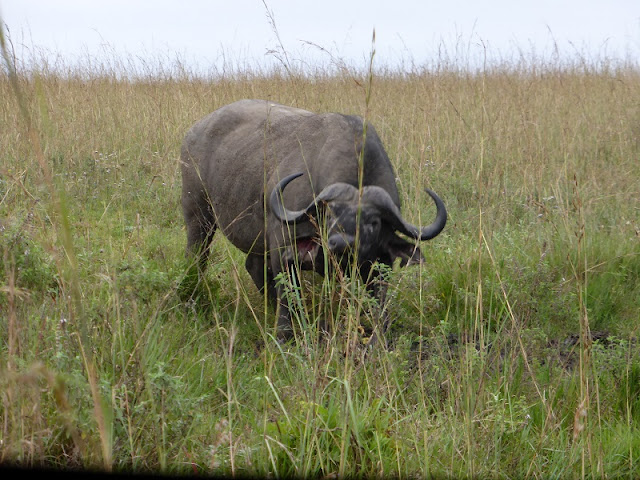Nairobi National Park, búfalo