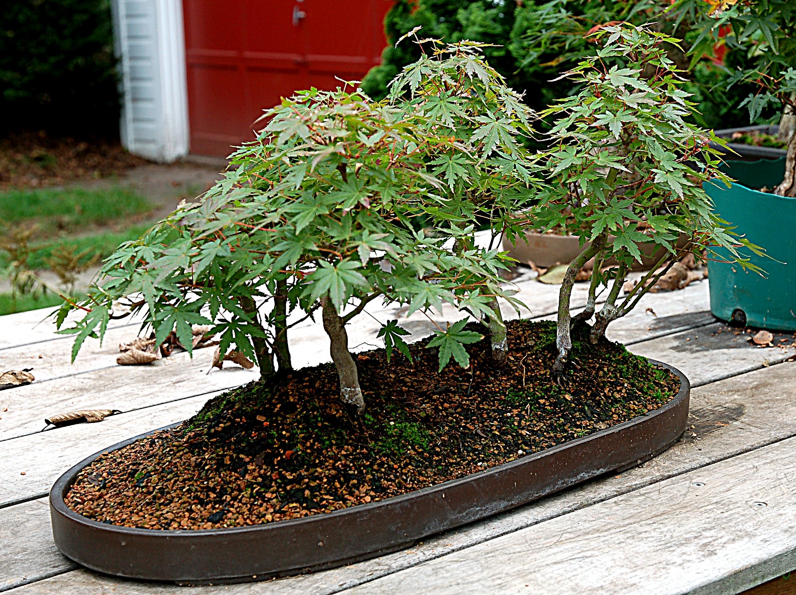 The Treeherd Naturalistic Bonsai Maple Forest Sometimes You Just.