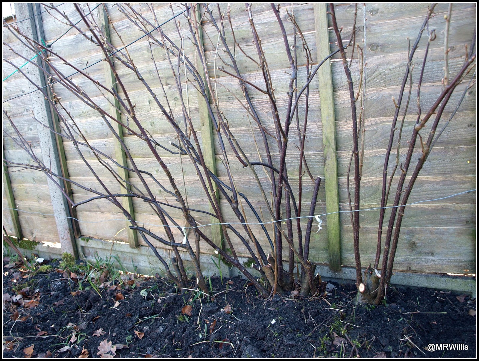 Mark's Veg Plot Pruning currant bushes