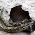Giant Fruit Bat against the nonvenomous Python, wild animals attacking each other caught on cam