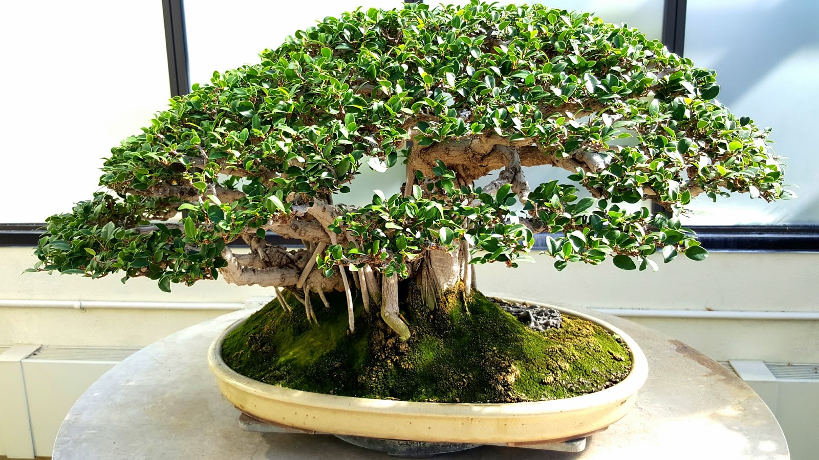 Bonsai Misadventures Part 3 Of The National Bonsai And Penjing Bonsai Misadventures Part 3 Of The National Bonsai And Penjing