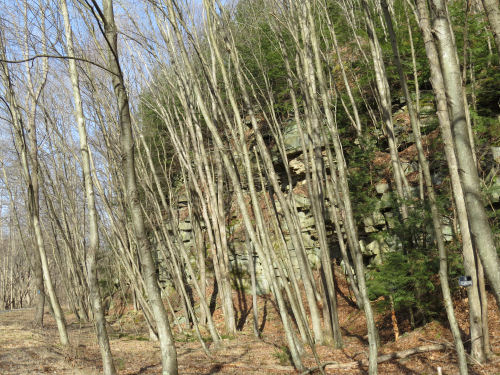 Allegheny River Trail