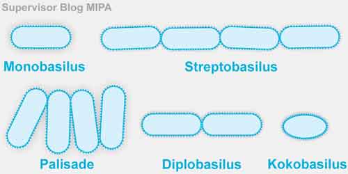 Pengelompokkan Bakteri Berdasarkan Bentuk Sel batang atau basil (bacillus)