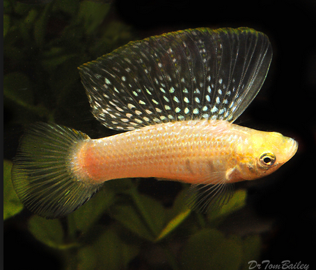ikan black molly dan cara budidayanya yang lengkap ikan black molly dan cara budidayanya yang lengkap