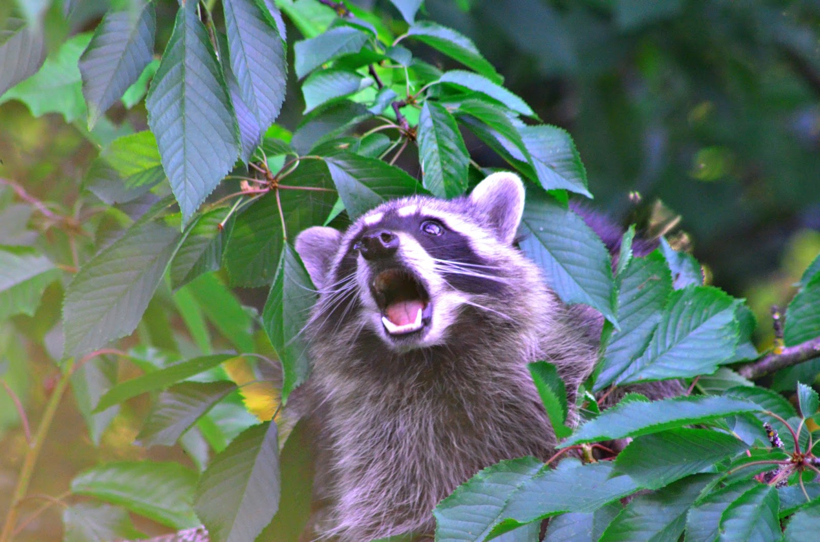 +70 How To Attract Raccoons In Your Backyard Home Decor