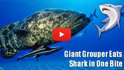 Watch this Giant Grouper fish eat a 4 feet shark in one bite as it steals it from the Angler via geniushowto.blogspot.com dog videos