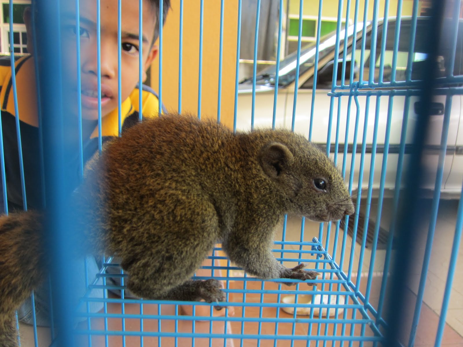 Redup Yang Panjang: SIR nak tupai????