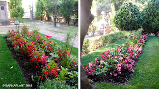 Soluciones Florales en el Rincón de Lucas Malla - Parque Miguel Servet Huesca