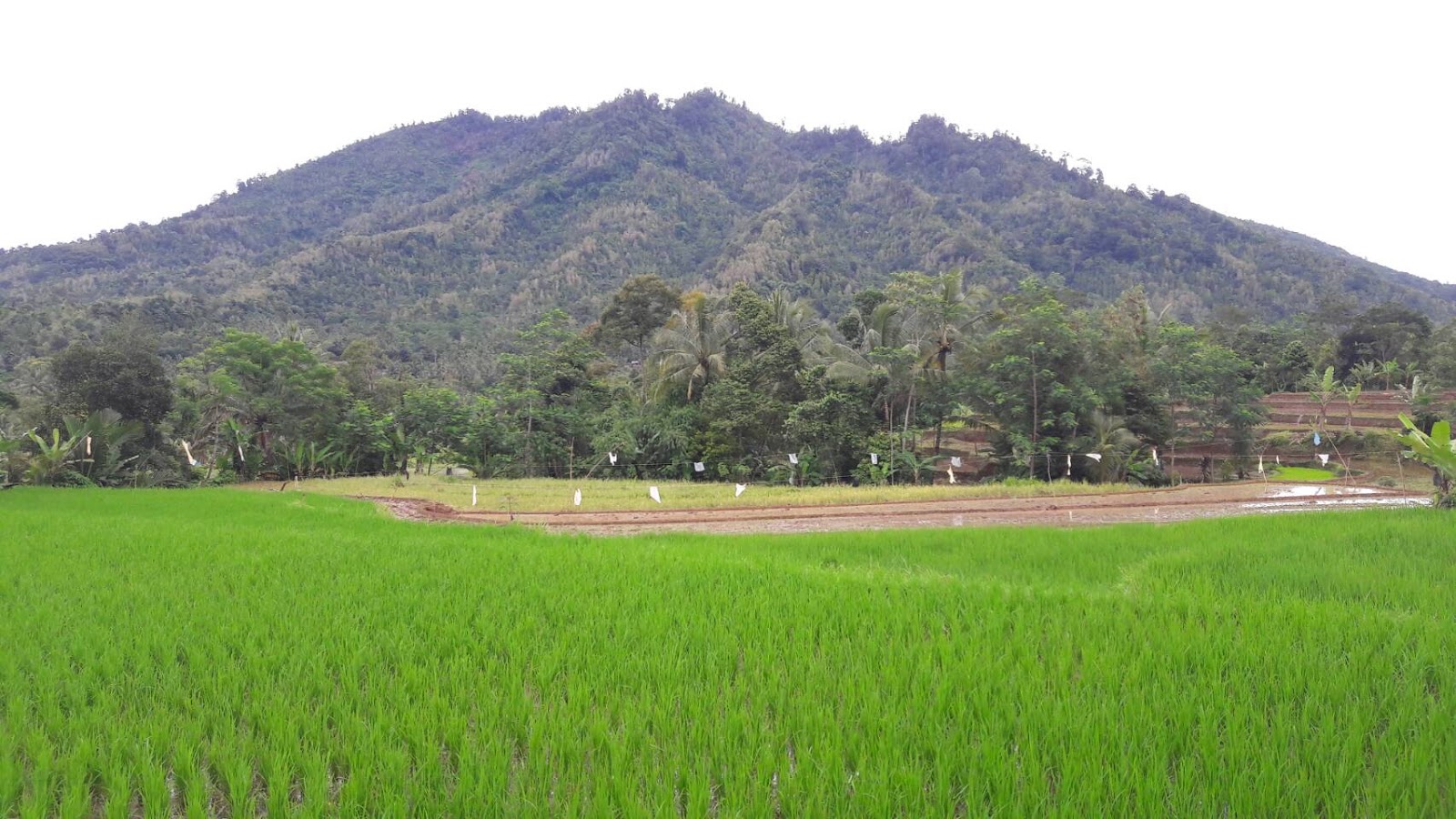 Desa Ujung Tebu Kecamatan Ciomas Kabupaten Serang Desa Ujung Tebu Kecamatan Ciomas Kabupaten Serang