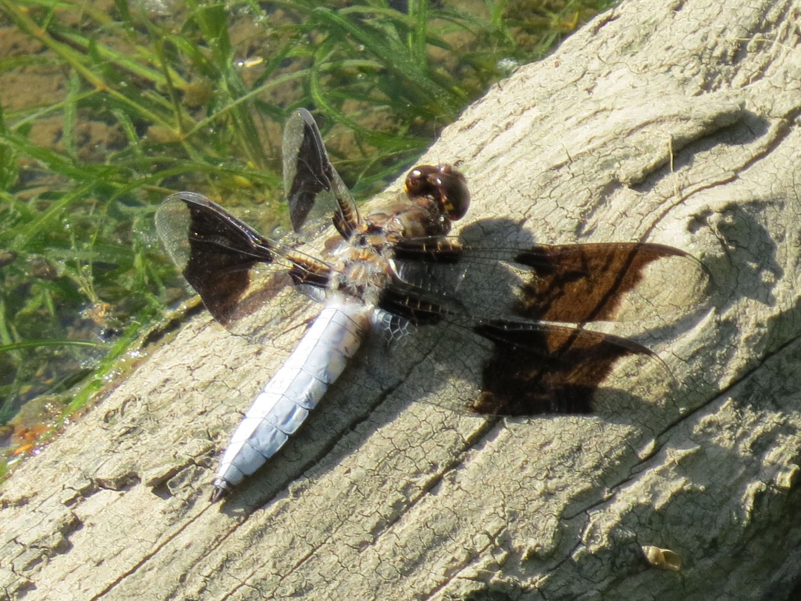 male common whitetail dragonfly