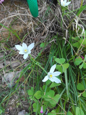 Aprile nell'orto di Elle e Alli: stelle di Betlemme Aprile nell'orto di Elle e Alli: stelle di Betlemme