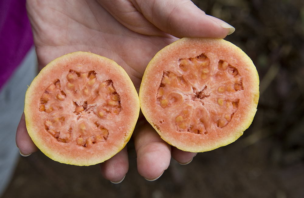 The 3 Foragers Foraging for Wild, Natural, Organic Food Wild Edibles