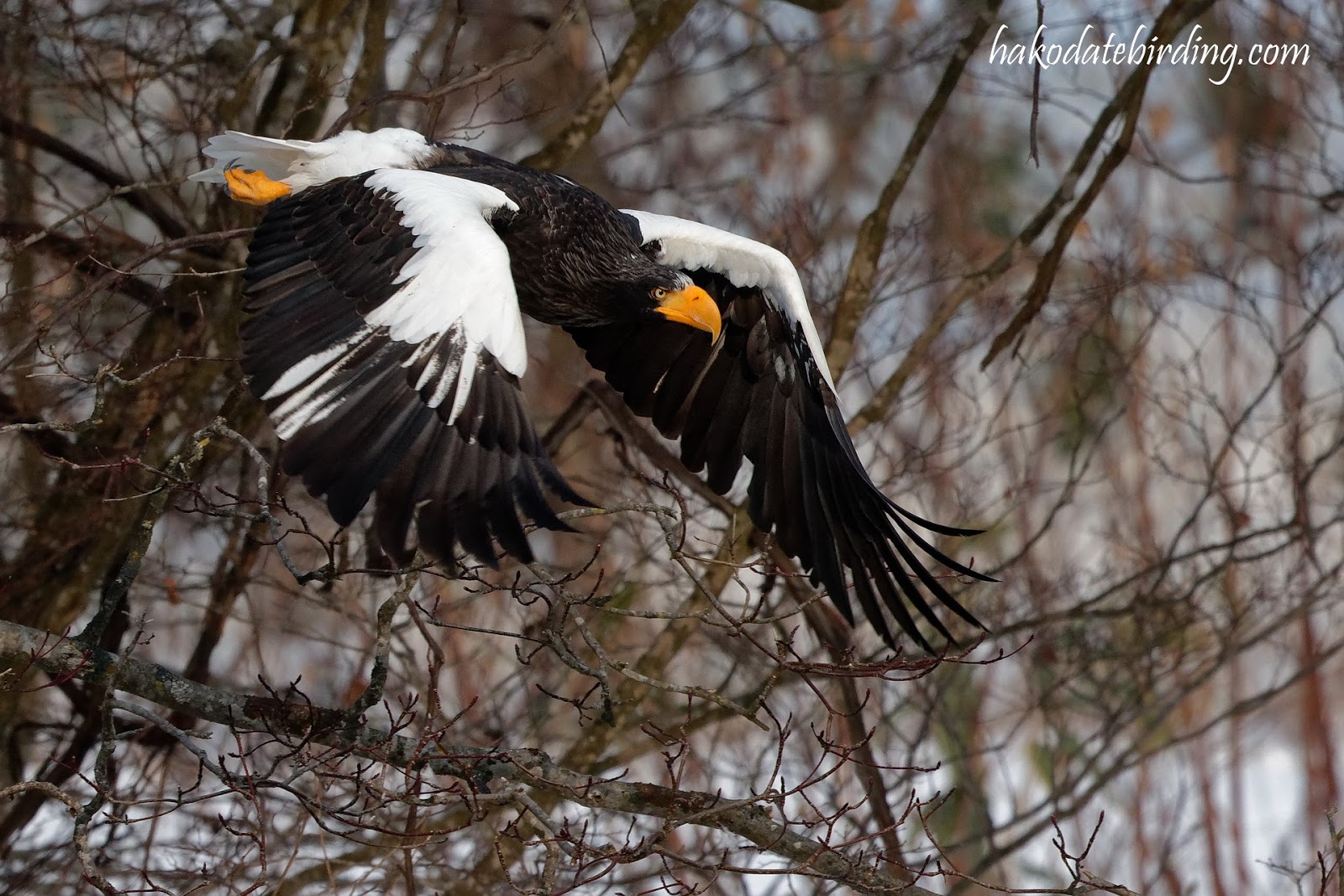 Sometimes I Wish We Were An Eagle Rar