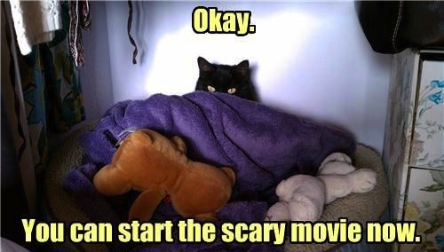 Scared Cat - Okay - You Can Start The Scary Movie Now