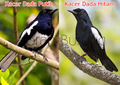 Pilih Kacer Dada Putih Atau Kacer Dada Hitam Sobat Kicau Mania dedengkot kacer niscaya masih ingat dimana tren kacer dada hitam pernah m Pilih Kacer Dada Putih Atau Kacer Dada Hitam