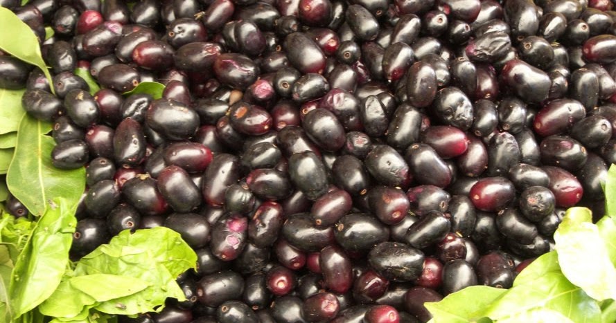 Manfaat Biji Buah Jamblang Atau Duwet Untuk Kesehatan Terutama Untuk