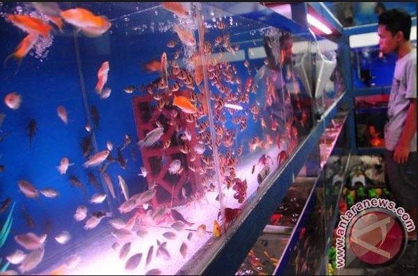 Bisnis Ikan Hias Hari Ini Untung Jutaan Bisnis Ikan Hias Hari Ini Untung Jutaan