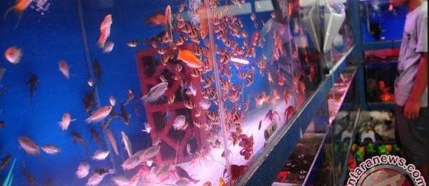 Bisnis Ikan Hias Hari Ini Untung Jutaan