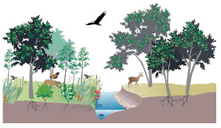 Faktor-Faktor Penyebab Terjadinya Keanekaragaman Flora Dan Fauna di Dunia