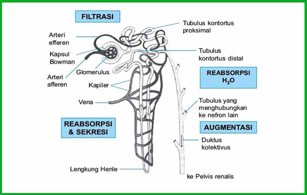 Gambar Skema proses pembentukan urine