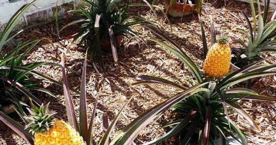 Hasil gambar untuk Nanas Cornwall