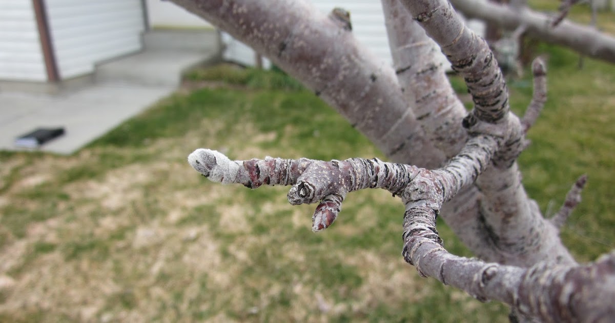 Fruit Tree Pruning at Its Best What is a Spur?