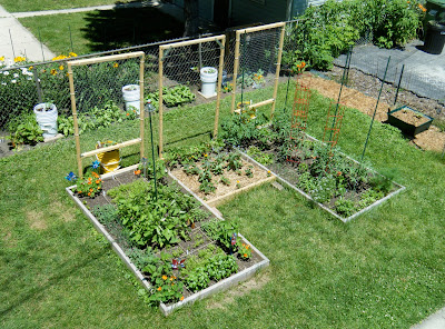 Green Roof Growers: June 2011
