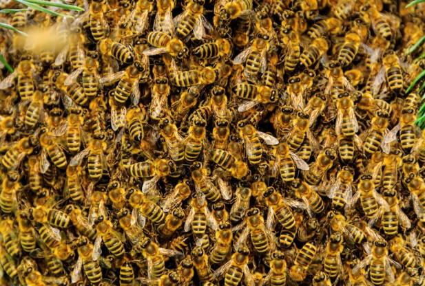 CFZ: Daily News: Killer Bees Attack Florida Man And Pet 