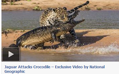JAGUAR ATTACKS CROCODILE – EXCLUSIVE VIDEO BY NATIONAL GEOGRAPHIC
