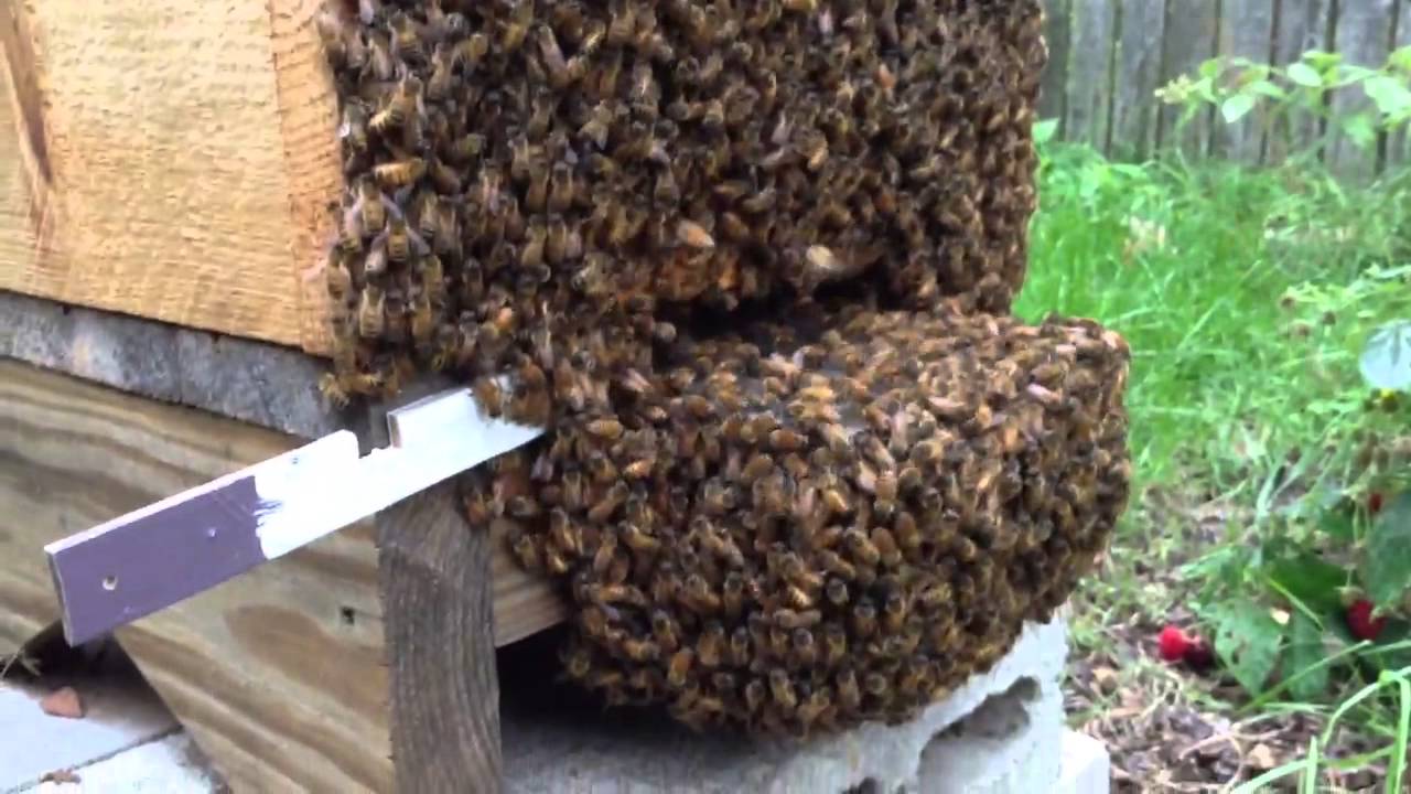 Чому бджоли залишають вулик?
