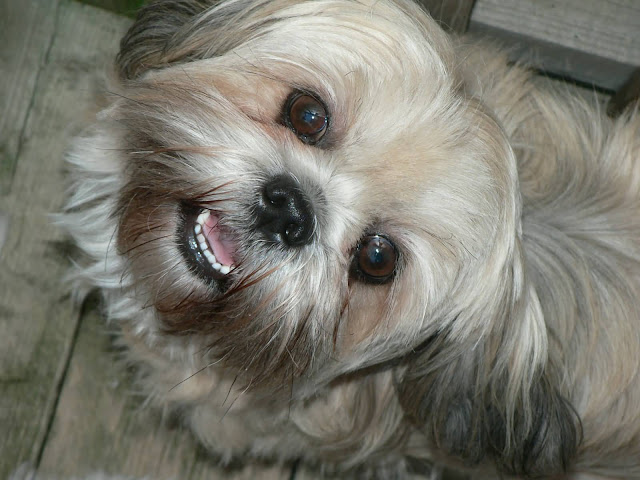 fotos de shih tzu rindo